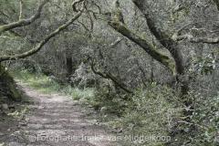 202503_Bussaco-forest_wm