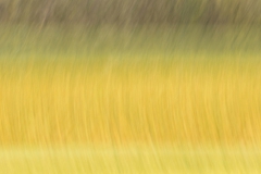 Groesbeek-koolzaad_wm