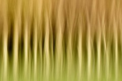 springtime-Velp-biljoen